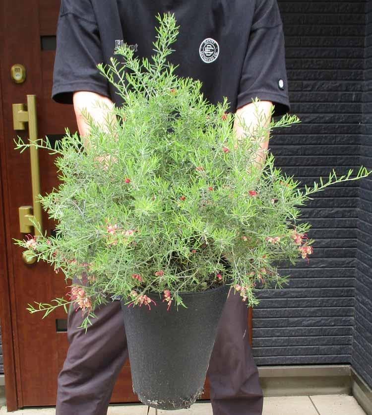 デコラガール クーピー柄マット口紅 07　ラベンダーグレー デコラガール クーピー コラボ マット ルージュ リップ 口紅